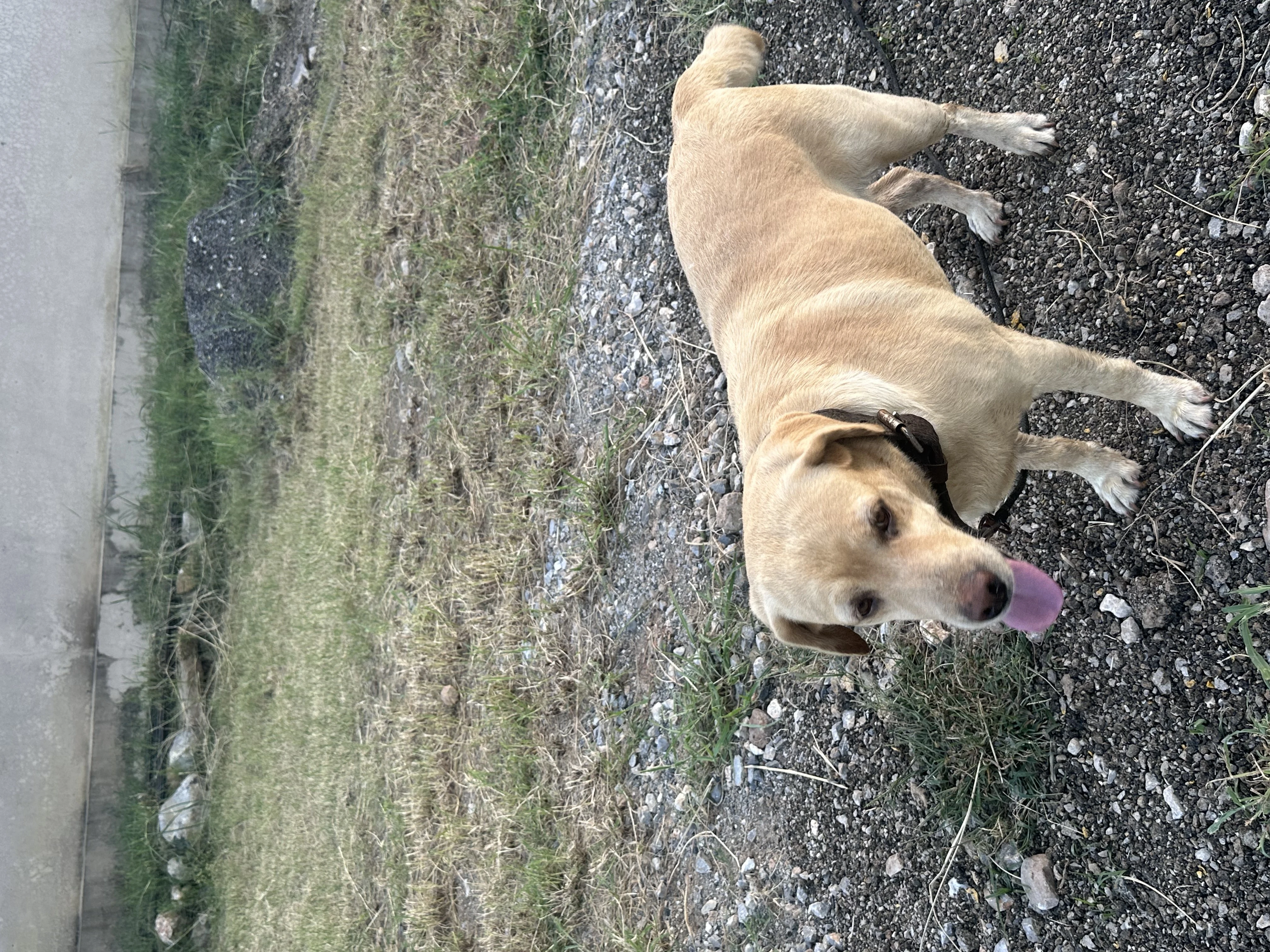 Labrador