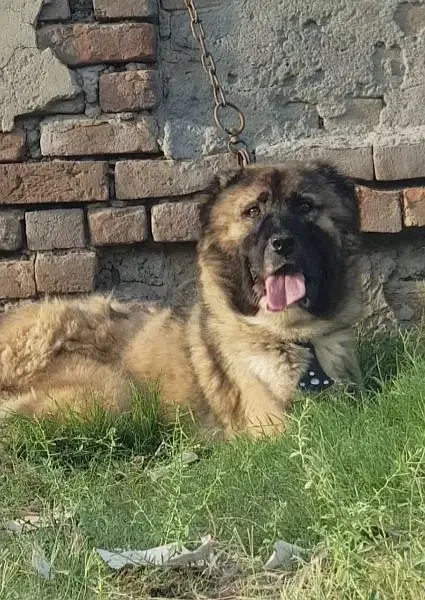 Kurdish Kangal security dog 8 month male for sale-Image 1