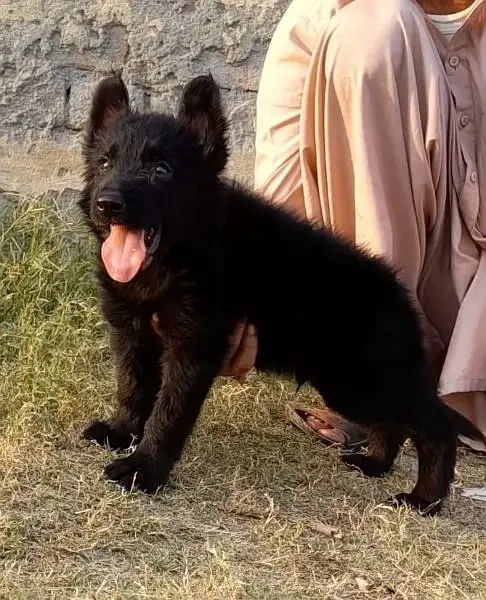 German Shepherd long coat male 2 months for sale-Image 2