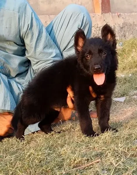 German Shepherd long coat male 2 months for sale-Image 3