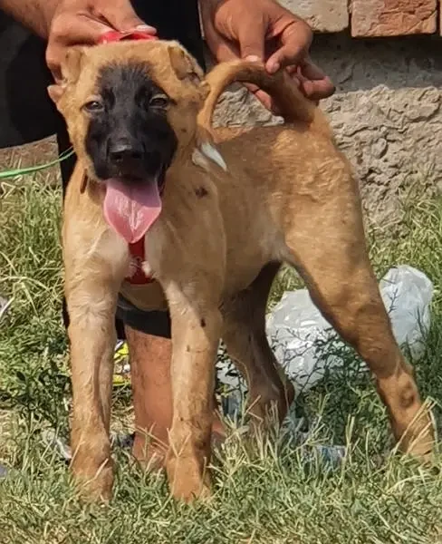 Kurdish Kangal security dog 3 month male for sale-Image 1