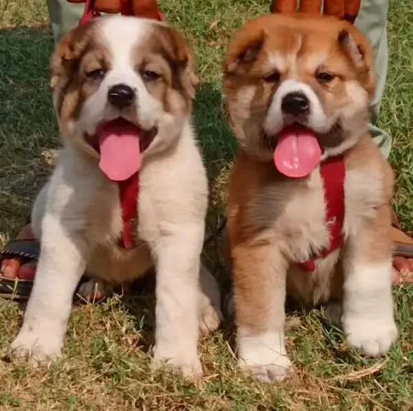 alabai security dog 2 month pair for sale heavy bone-Image 1