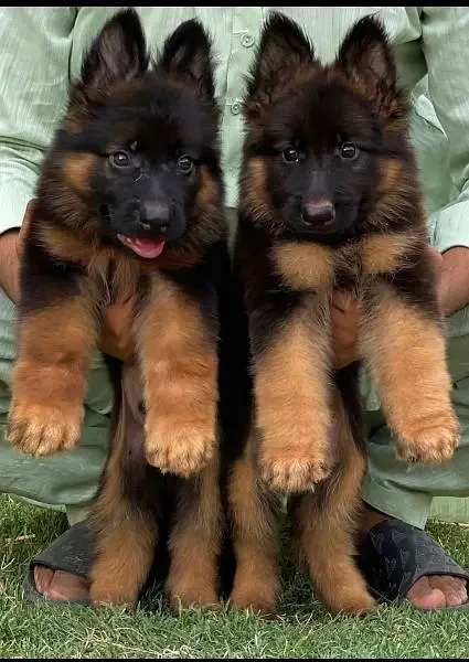 German Shepherd long coat pair for sale-Image 2