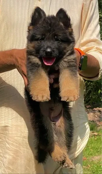 German Shepherd long coat male-Image 1