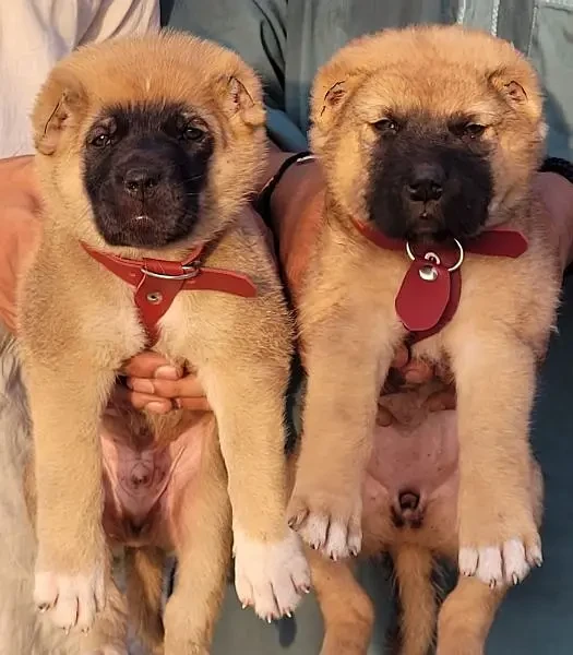 Kurdish Kangal security dog pair for sale heavy bone-Image 1