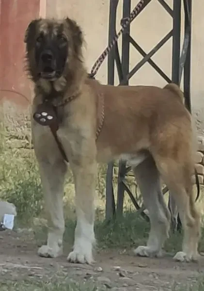 alabai security dog male for sale-Image 1