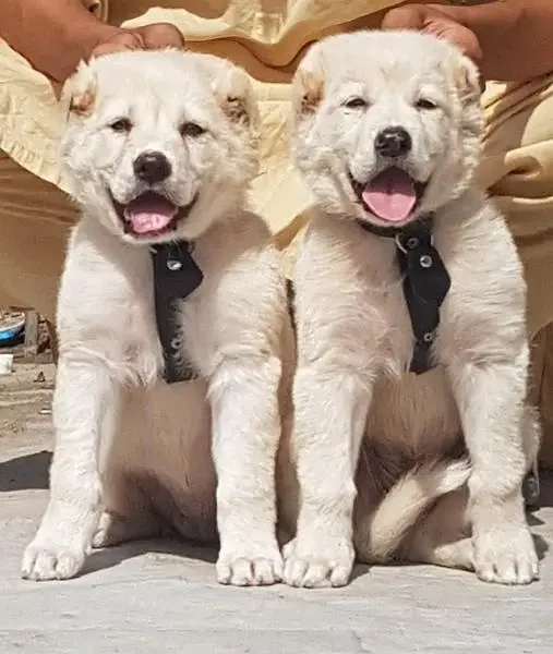 white bakarwal security dog pair for sale heavy bone-Image 1