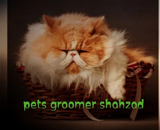 Pet groomer Cat-Image 2