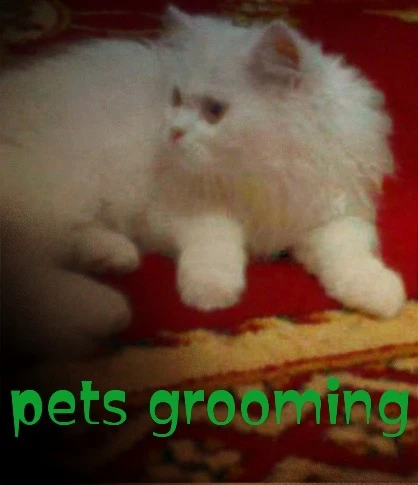 Pet groomer Cat-Image 4