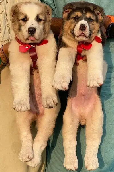 alabai security dog 2 month pair for sale heavy bone-Image 1