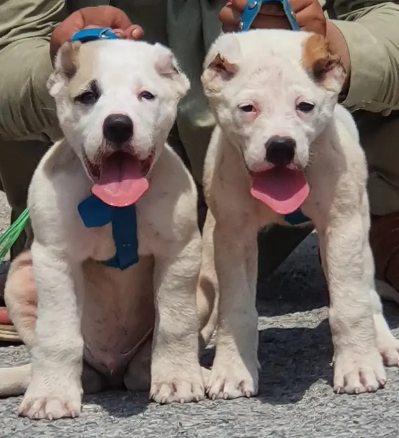 alabai security Dog 2 month pair for sale heavy bone-Image 1