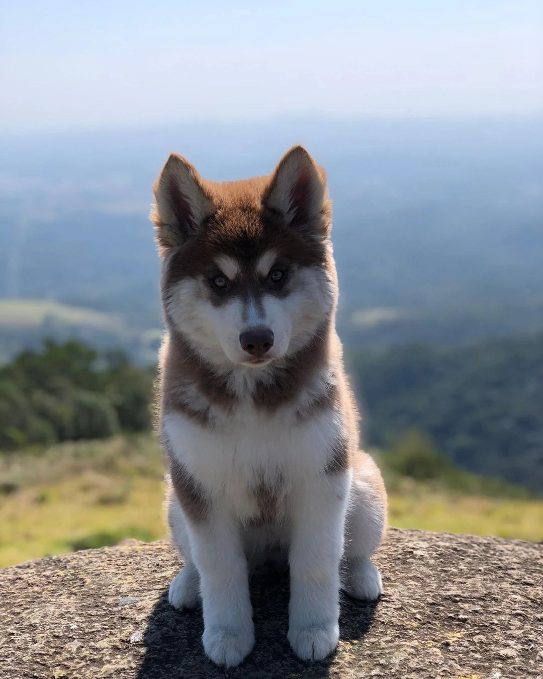 Siberian husky male puppy available-Image 1