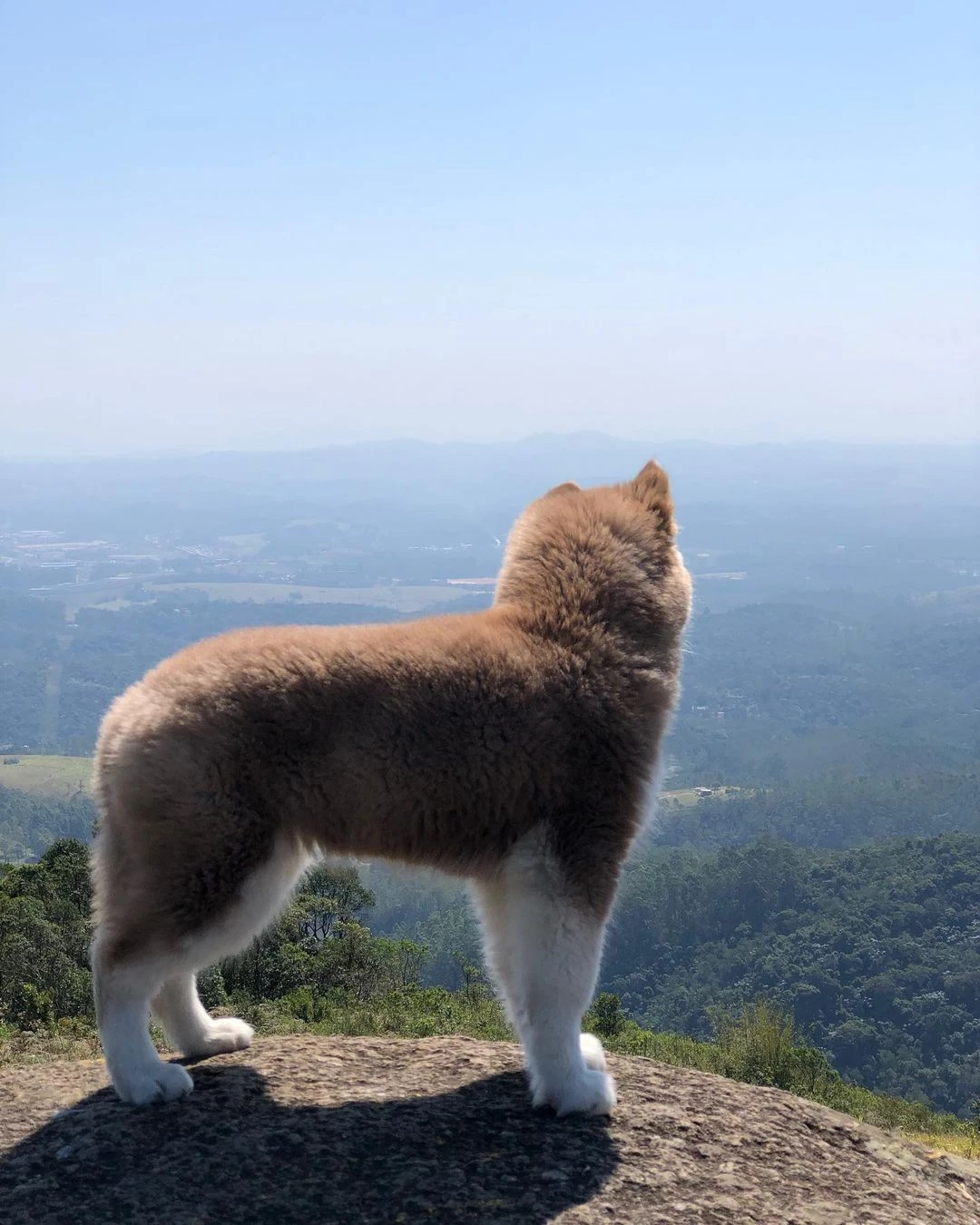 Siberian husky male puppy available-Image 3