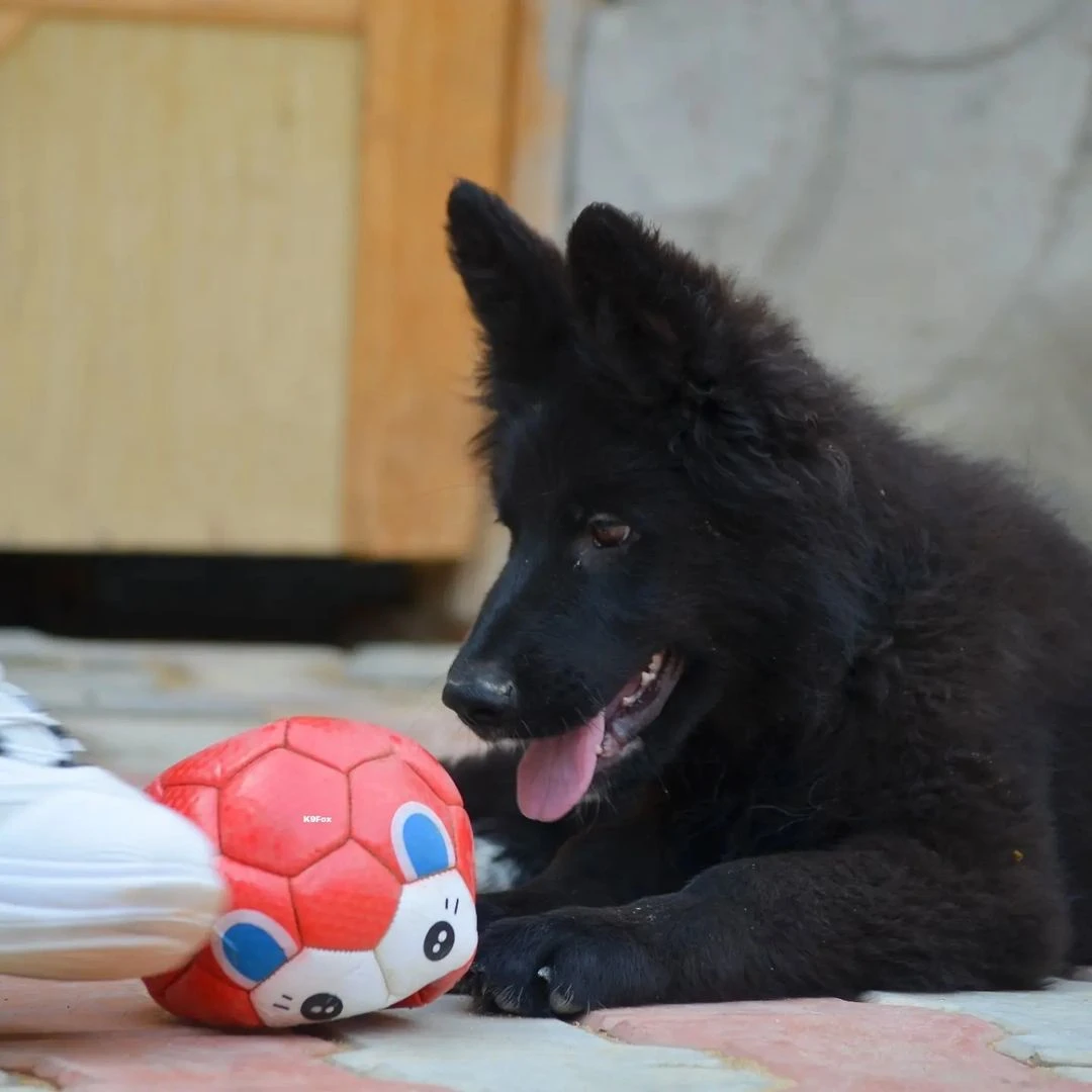 Long coat black German shepherd female puppy 3months old both parents imported-Image 1