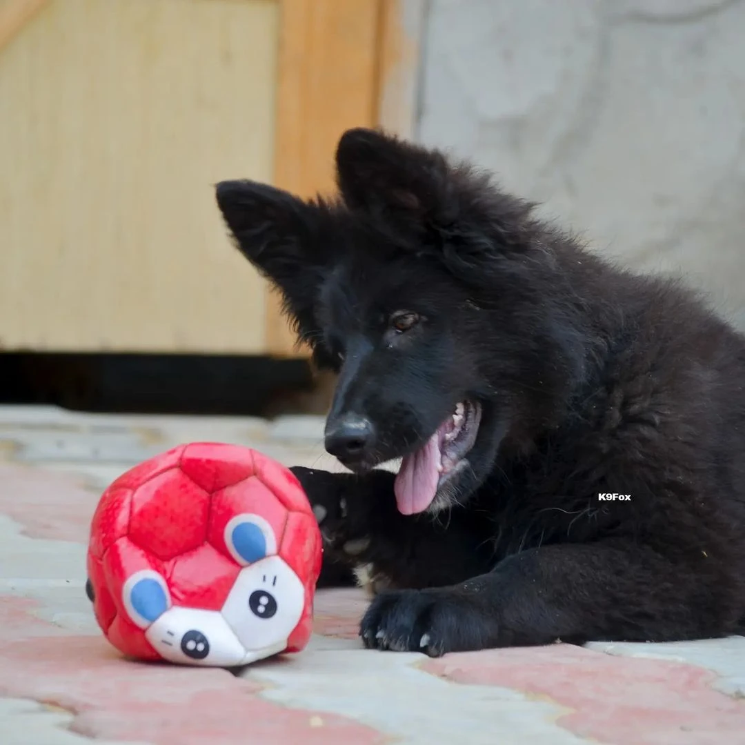 Long coat black German shepherd female puppy 3months old both parents imported-Image 2