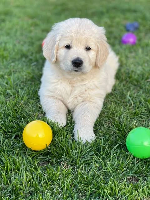 Pedigree golden retriever puppies available-Image 2