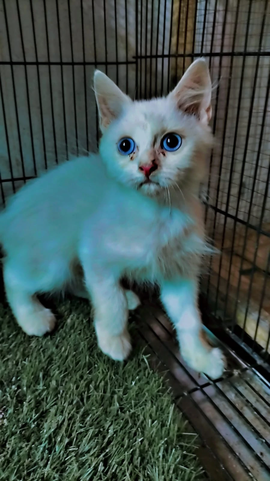 White kitten Persian triple coat with blue eyes 7 female available-Image 2