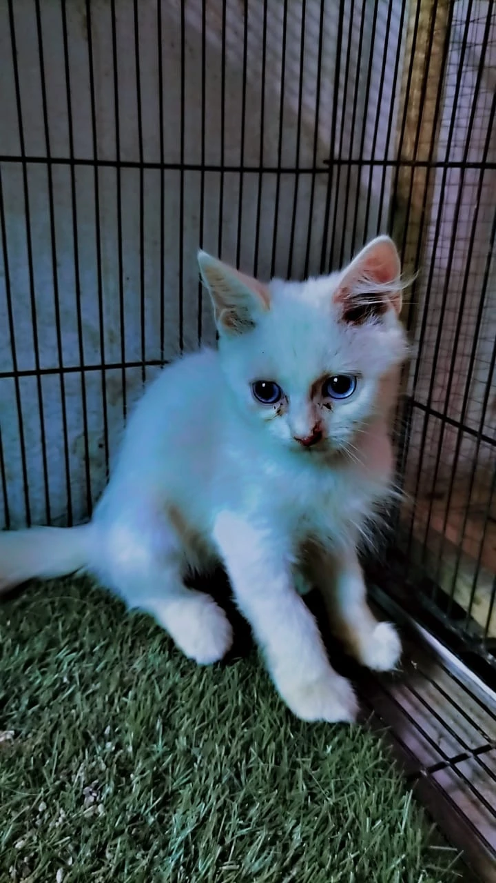 White kitten Persian triple coat with blue eyes 7 female available-Image 3