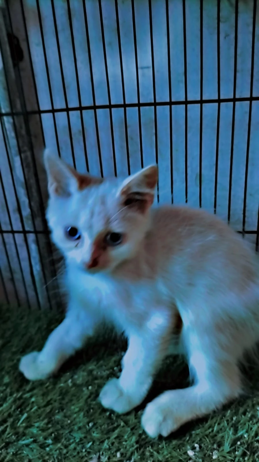 White kitten Persian triple coat with blue eyes 7 female available-Image 5