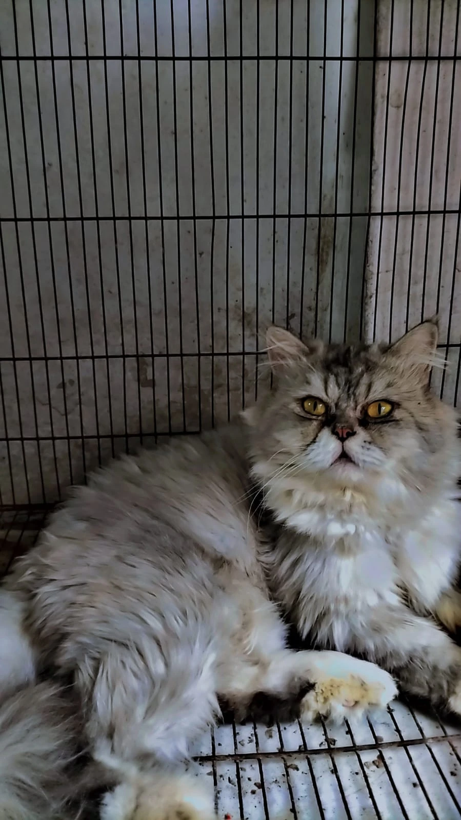 Grey Albino Persian male kitten with extra layer triple coat (beautiful  eyes )-Image 1