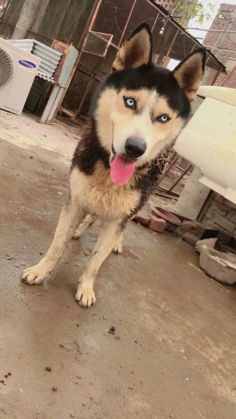 Syberian husky with beautiful eyes grey .. white and black touch shaded-Image 1