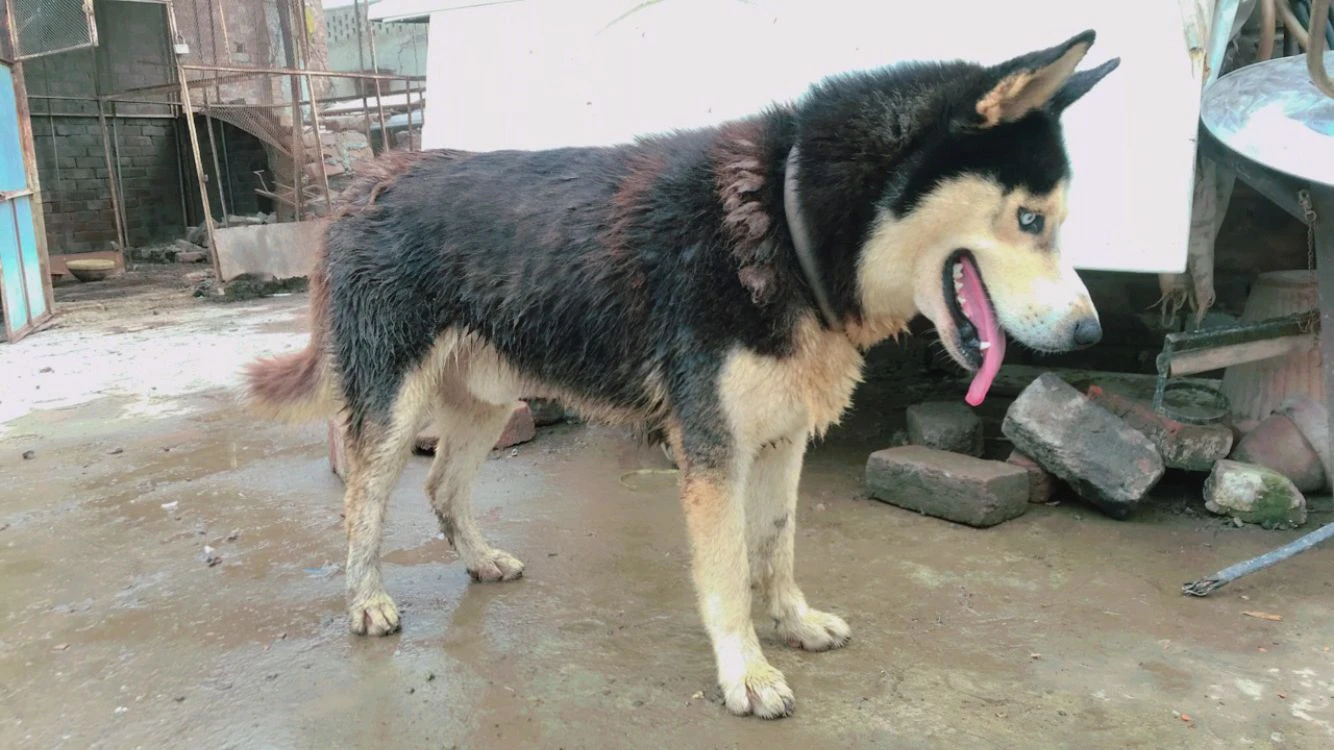 Syberian husky with beautiful eyes grey .. white and black touch shaded-Image 2