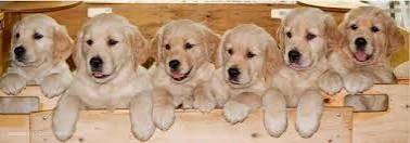 Golden retriever pedigree puppies up for new family-Image 2