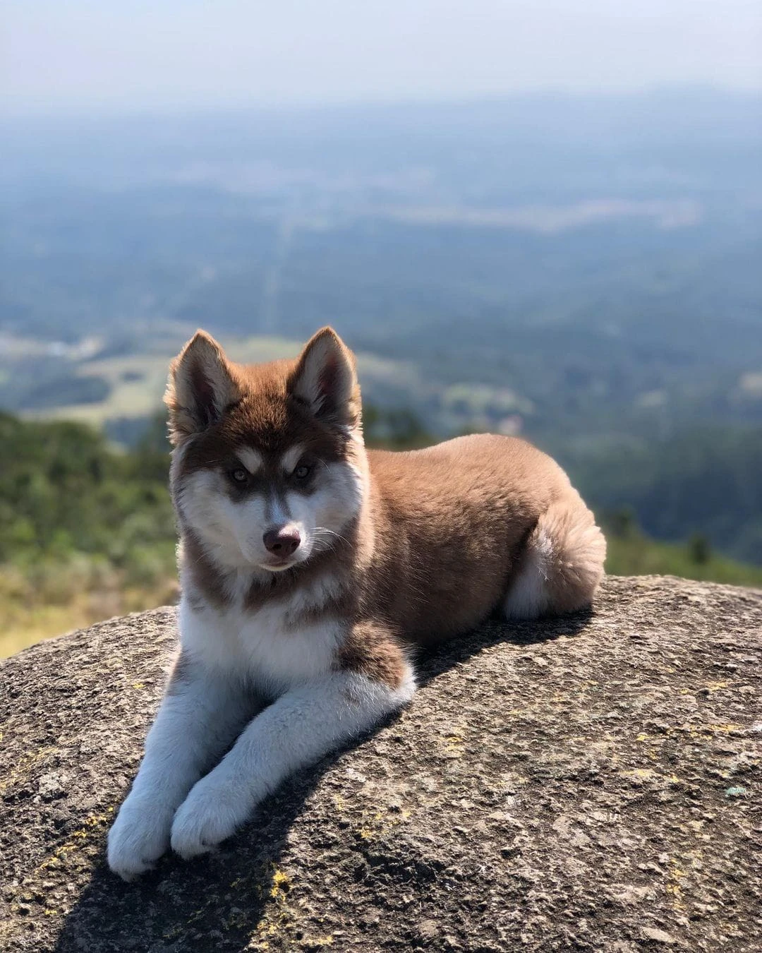 husky pup looking for new home-Image 2