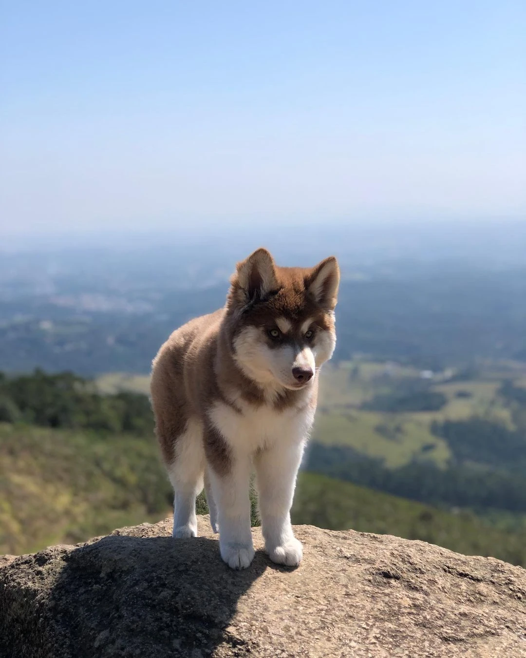 husky pup looking for new home-Image 5