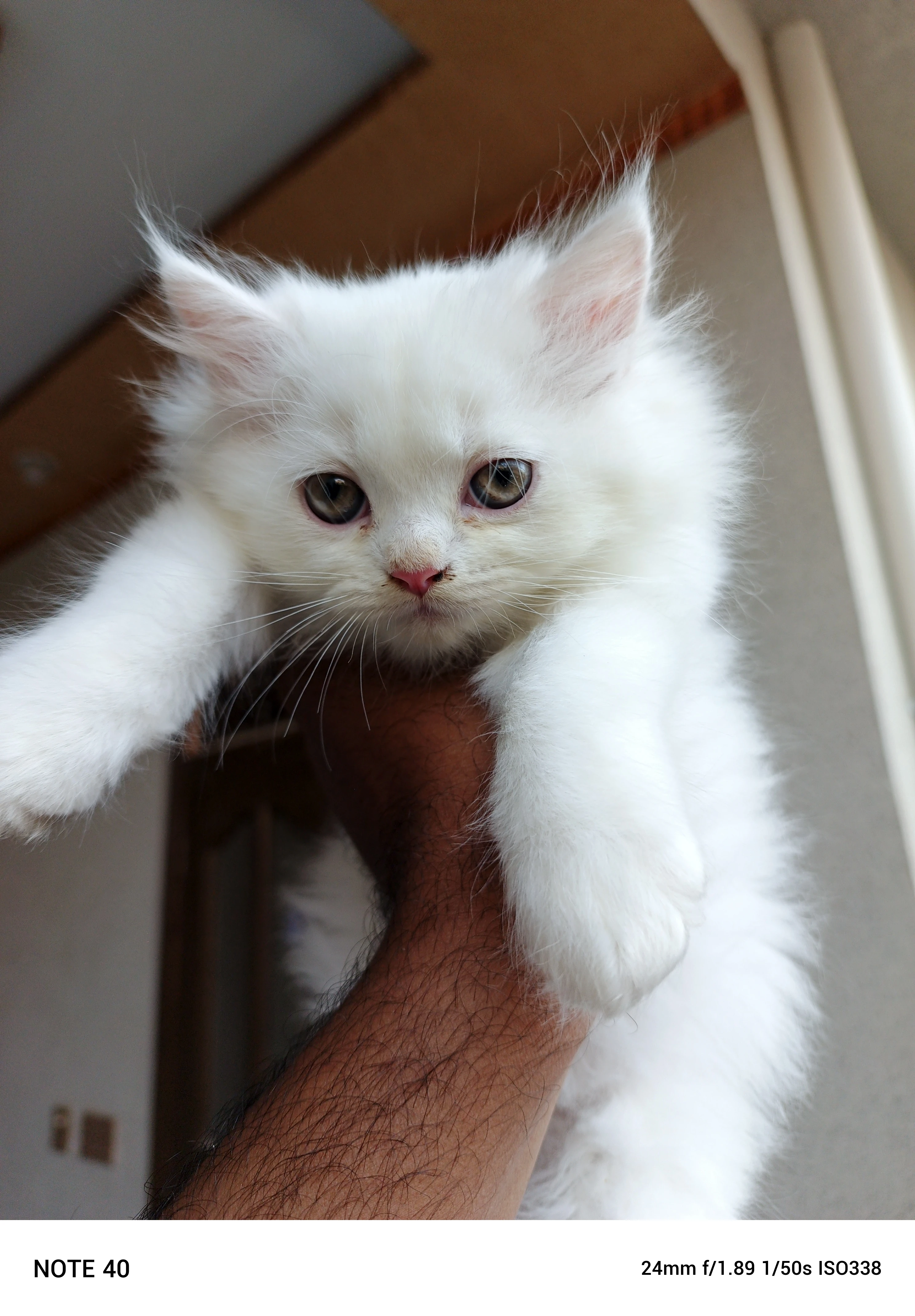 Male Persian kitten-Image 1