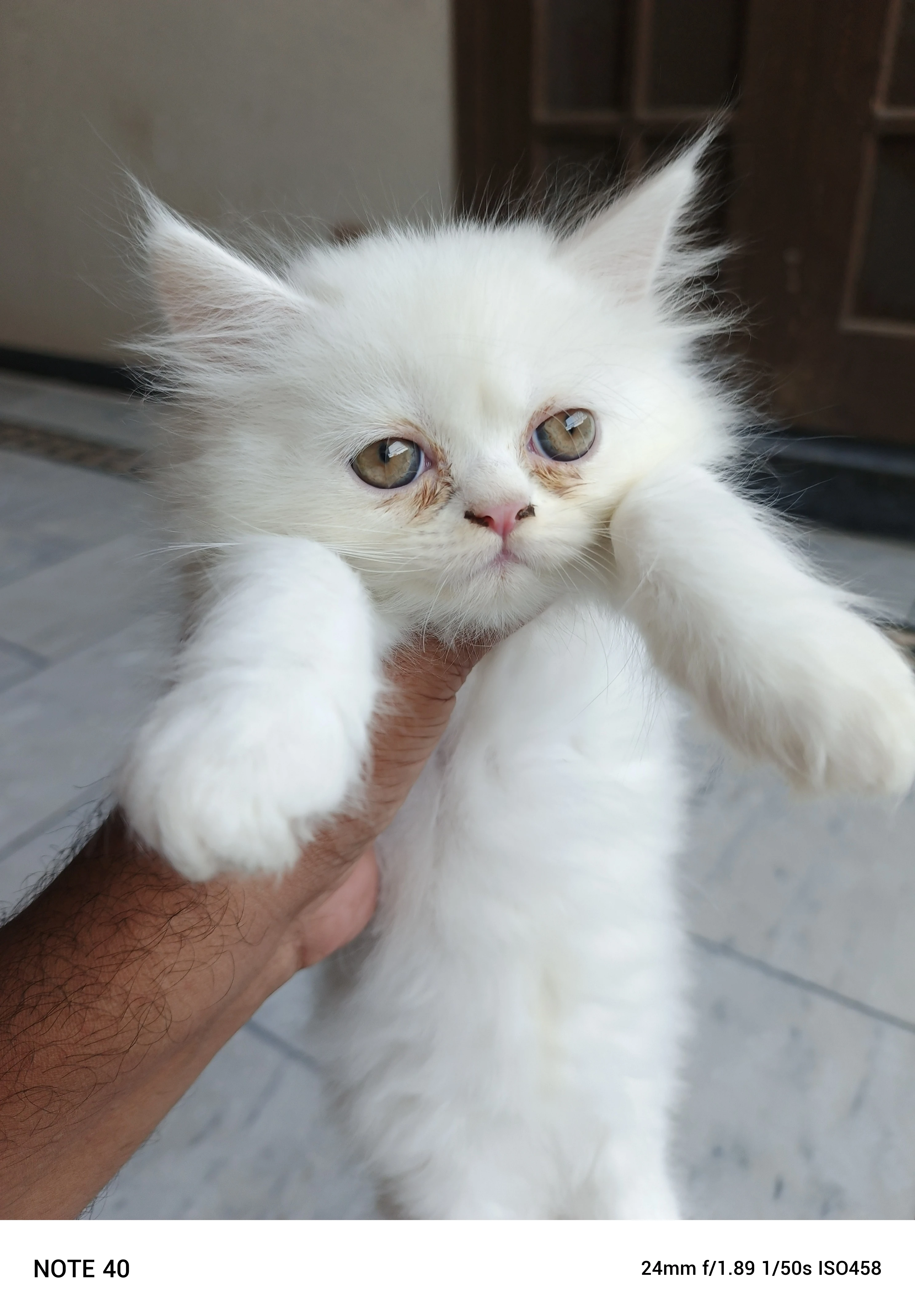 Male Persian kitten-Image 2