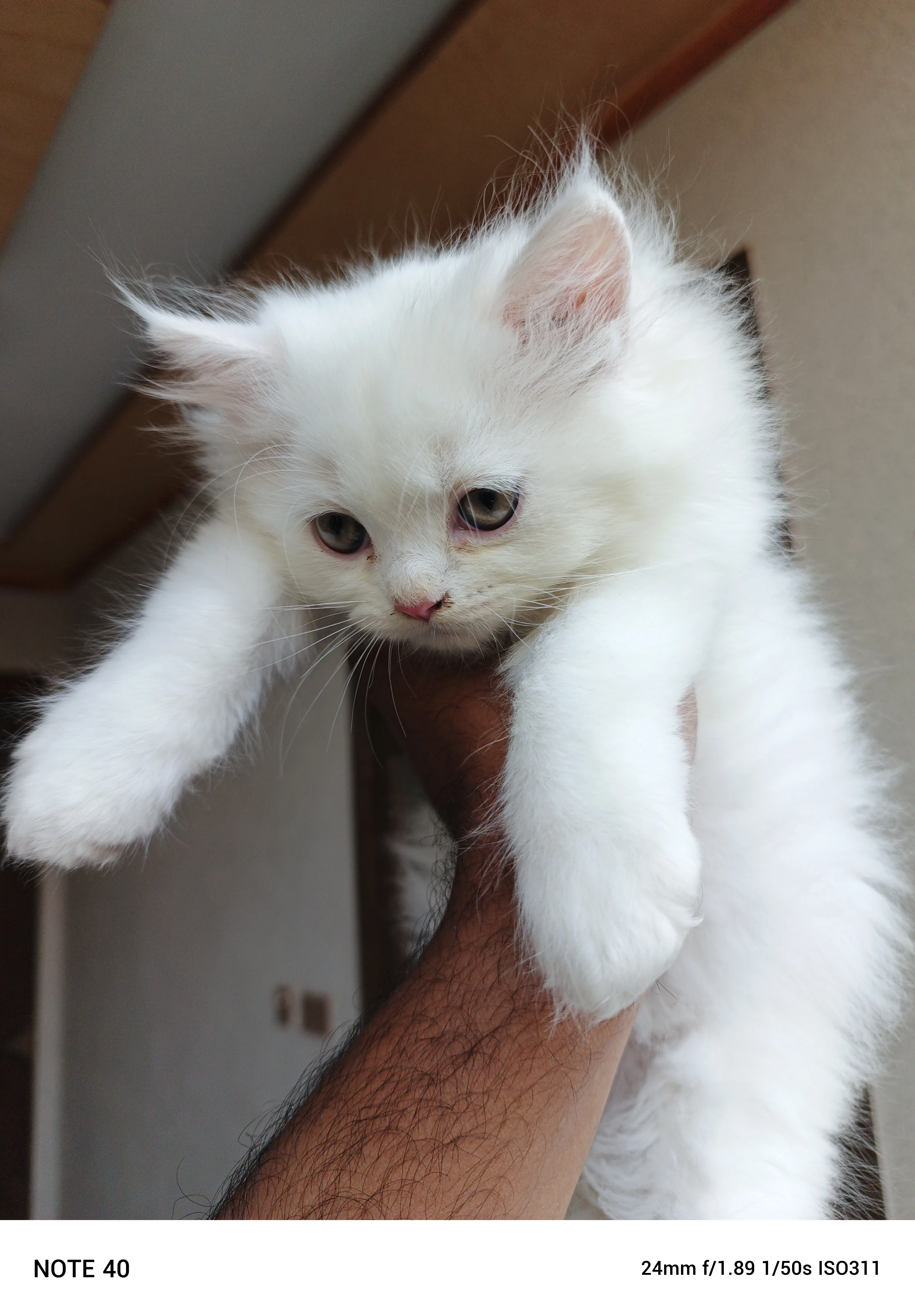 Male Persian kitten-Image 3