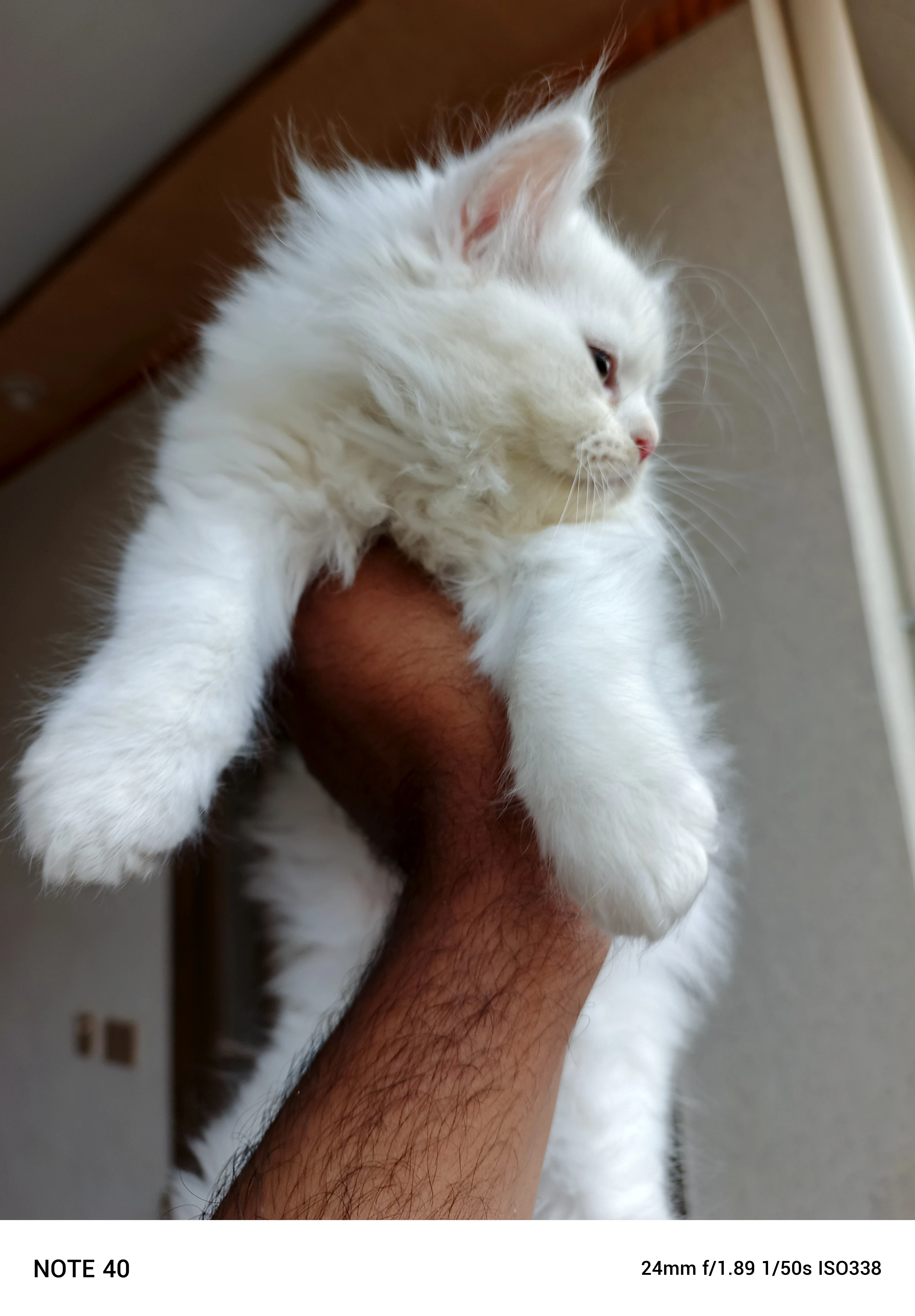 Male Persian kitten-Image 4