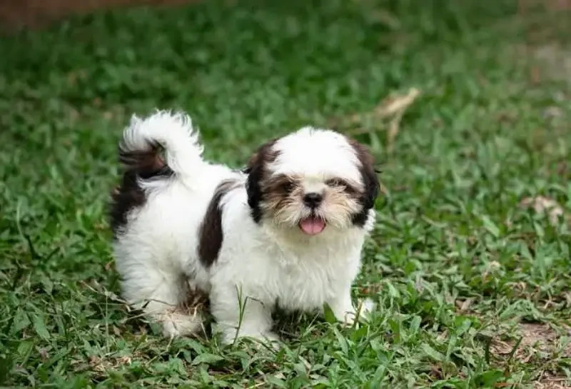 Shihtzu puppies available looking for a new home-Image 2