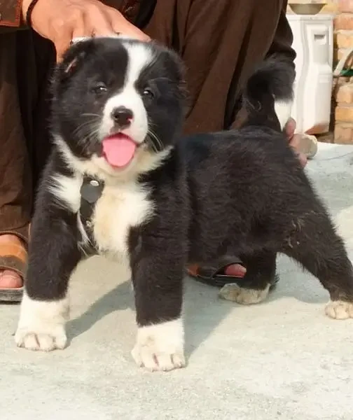 bakarwal best security dog 2 month male for sale-Image 1