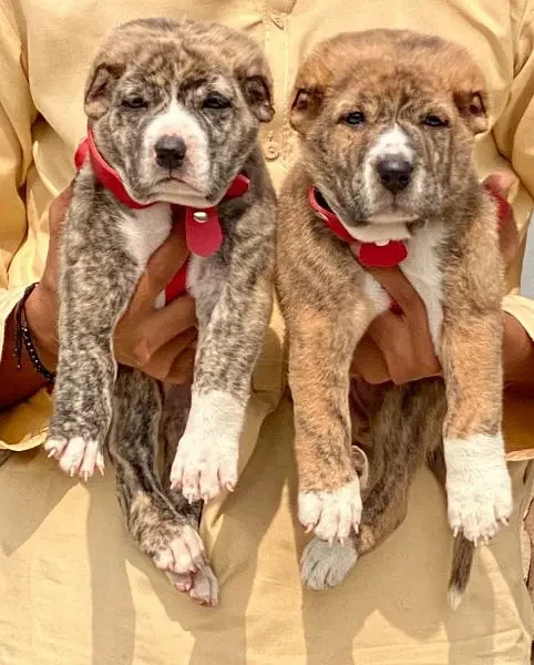 alabai security Dog 2 month pair for sale heavy bone-Image 1