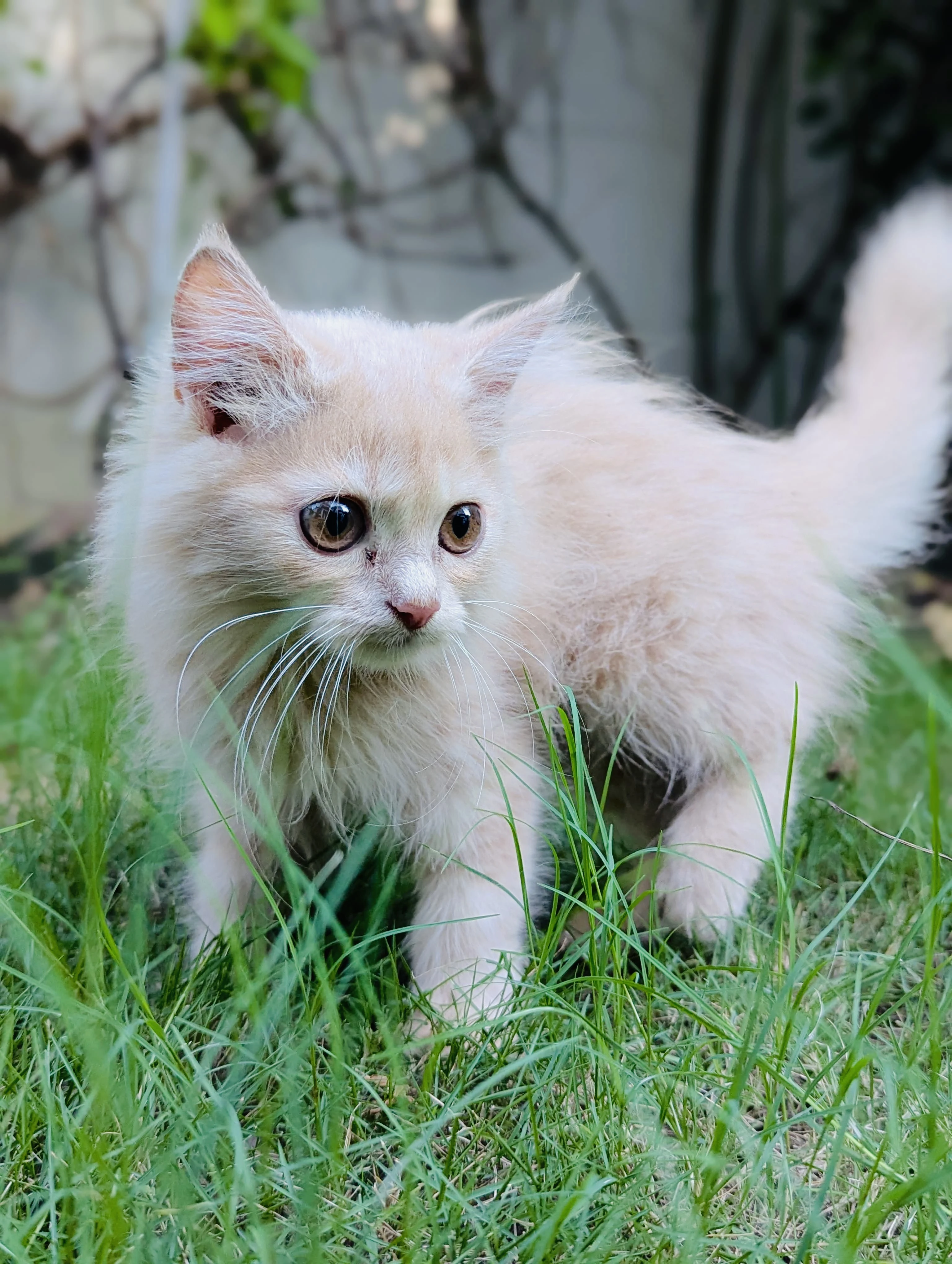 Pure persian fawn female kitten-Image 1