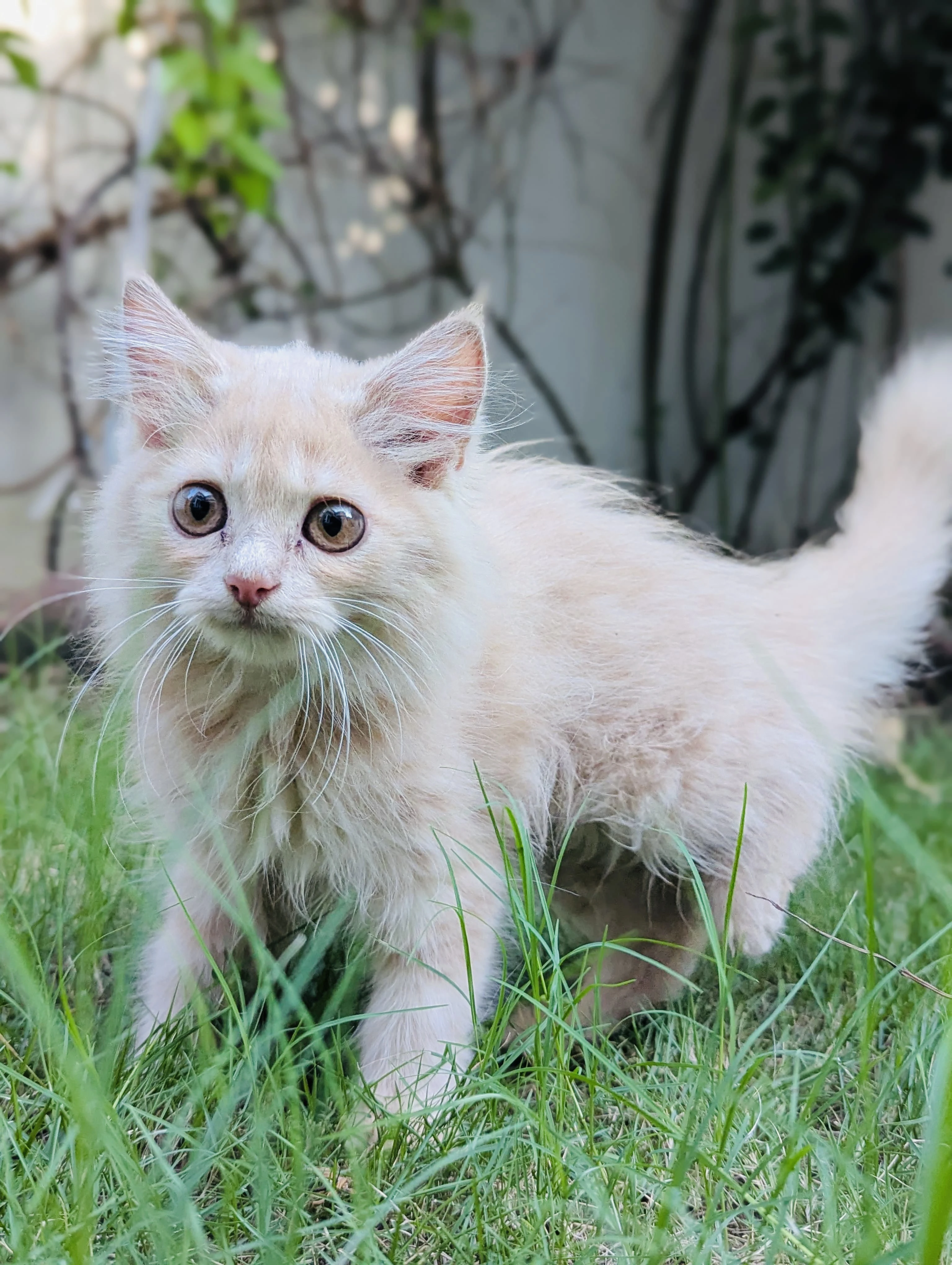 Pure persian fawn female kitten-Image 2