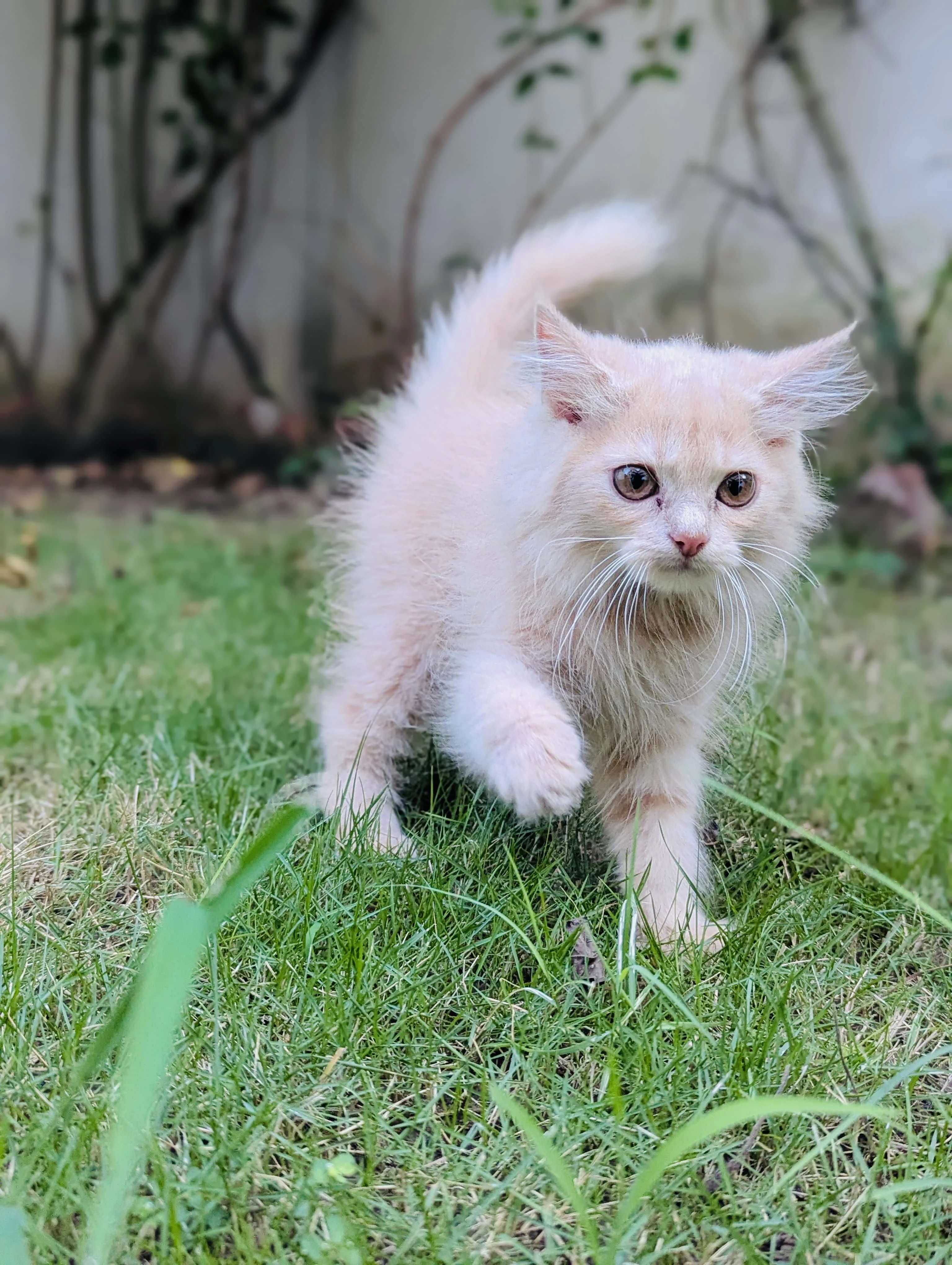 Pure persian fawn female kitten-Image 3