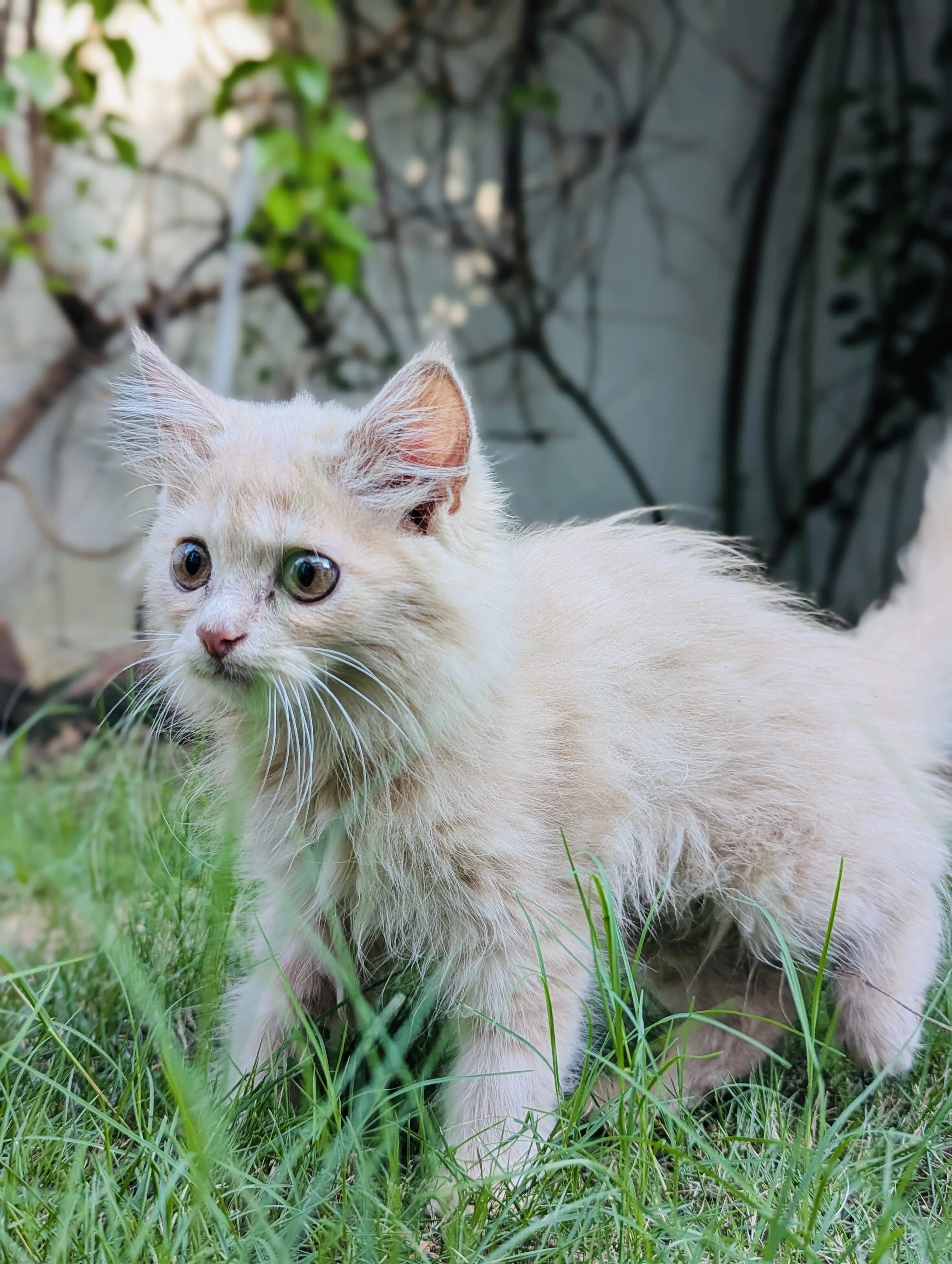 Pure persian fawn female kitten-Image 4