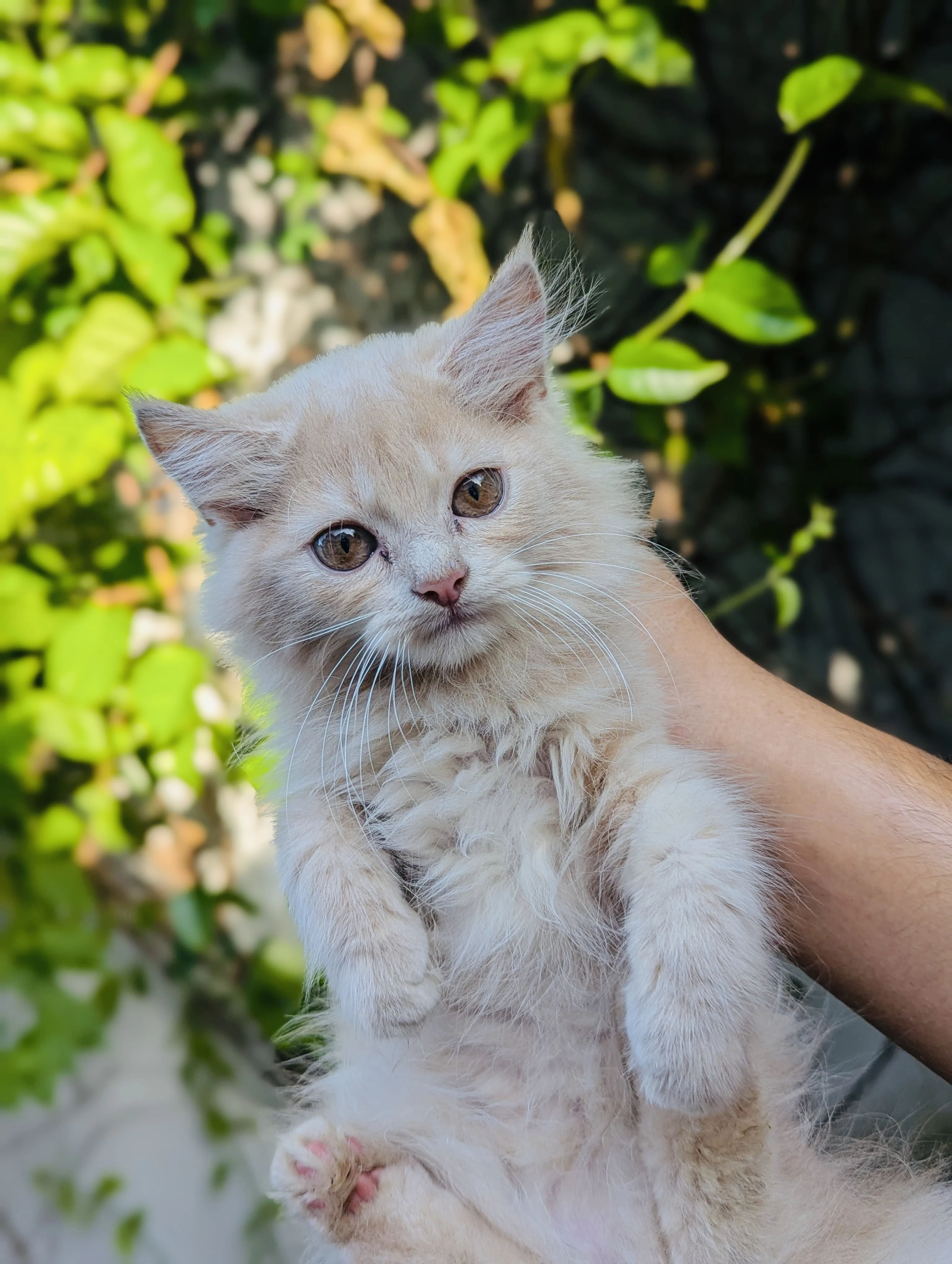 Pure persian fawn female kitten-Image 5