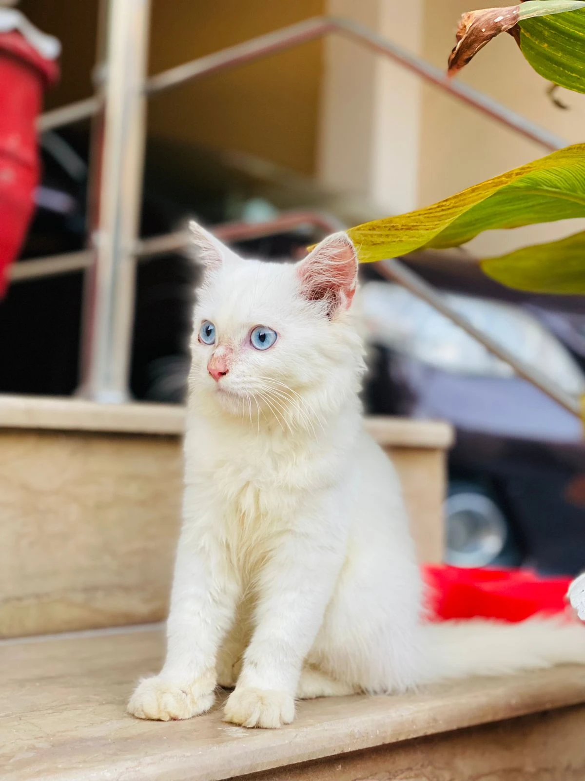 Pure white persian male kitten-Image 1