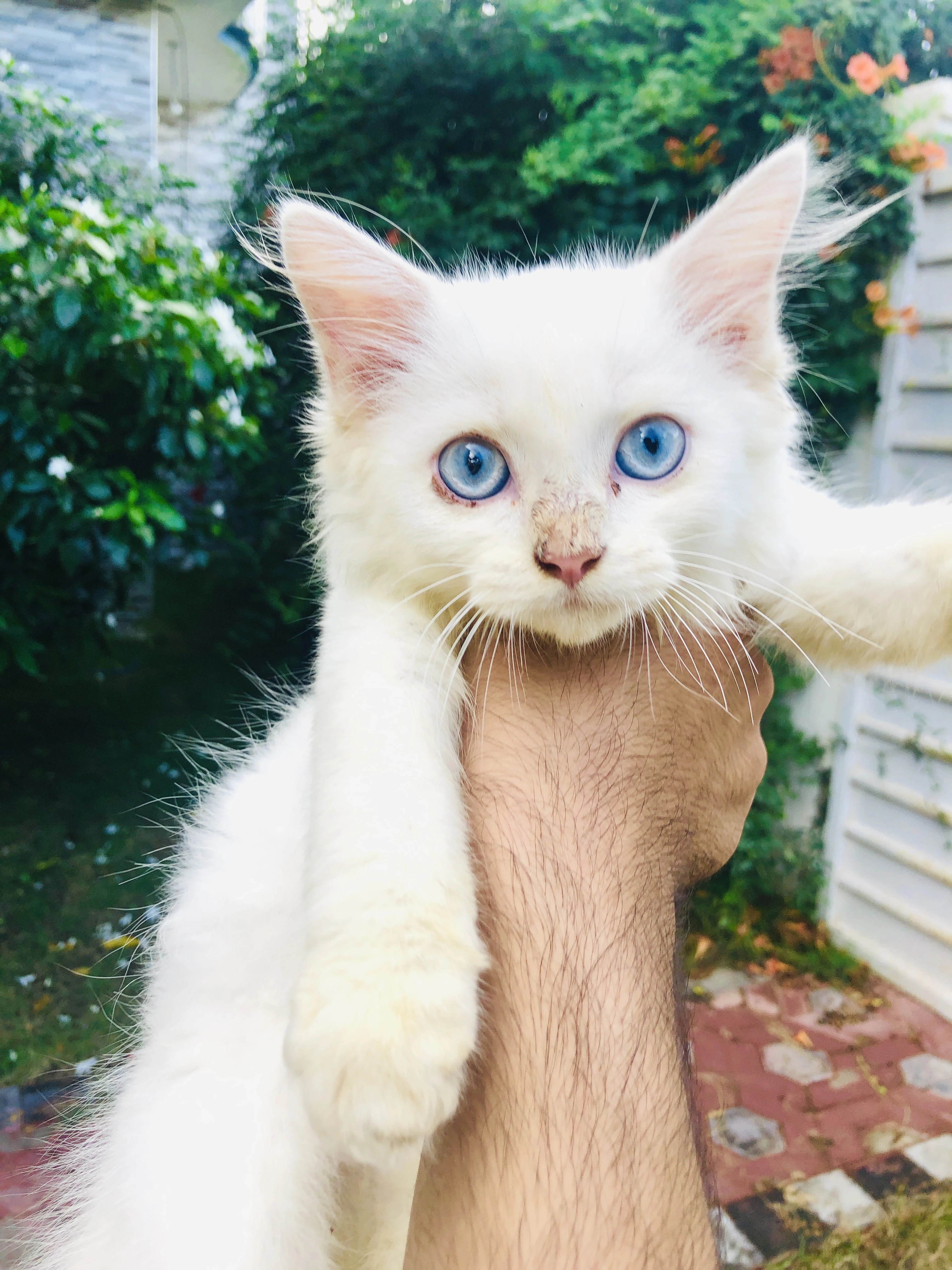 Pure white persian male kitten-Image 2