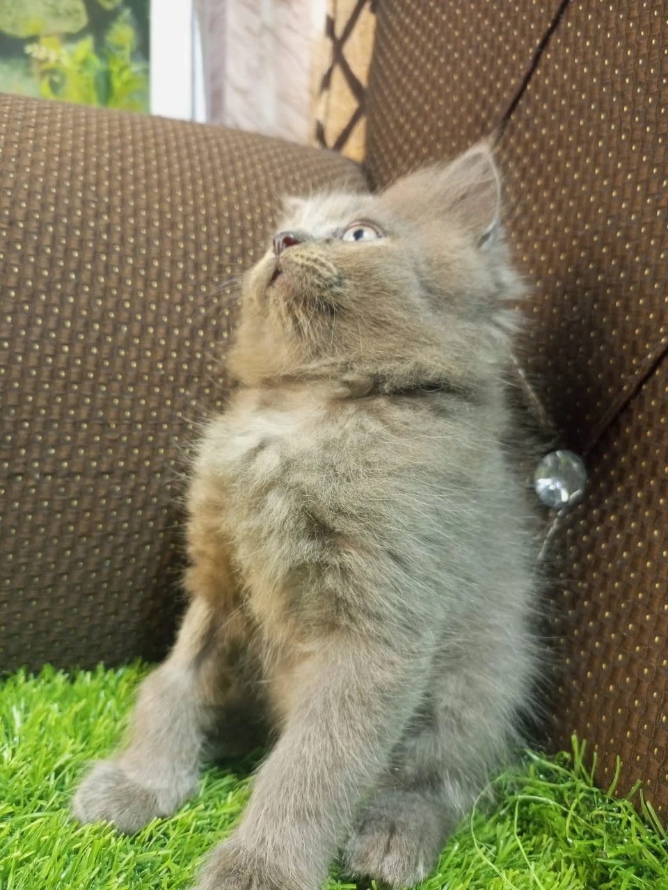 Grey female kitten-Image 1