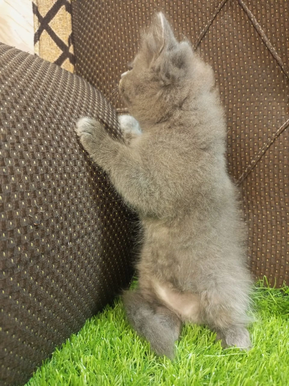 Grey female kitten-Image 2