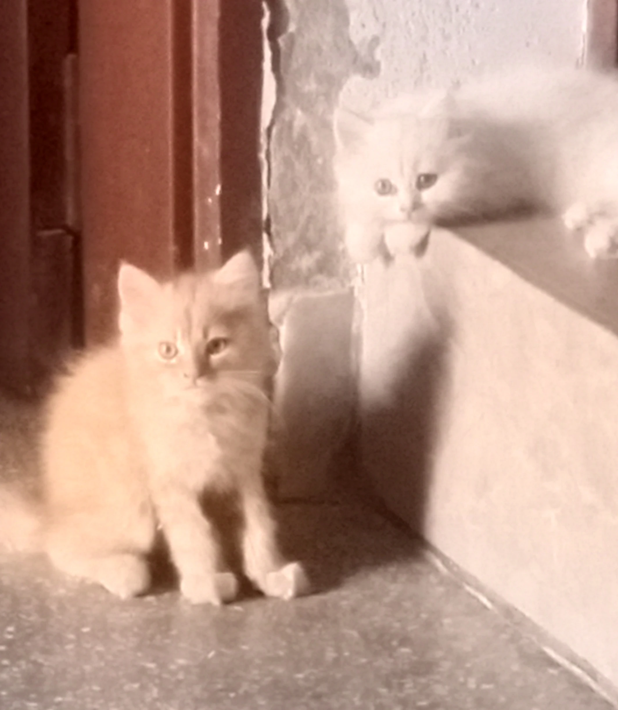 Persian kittens-Image 2