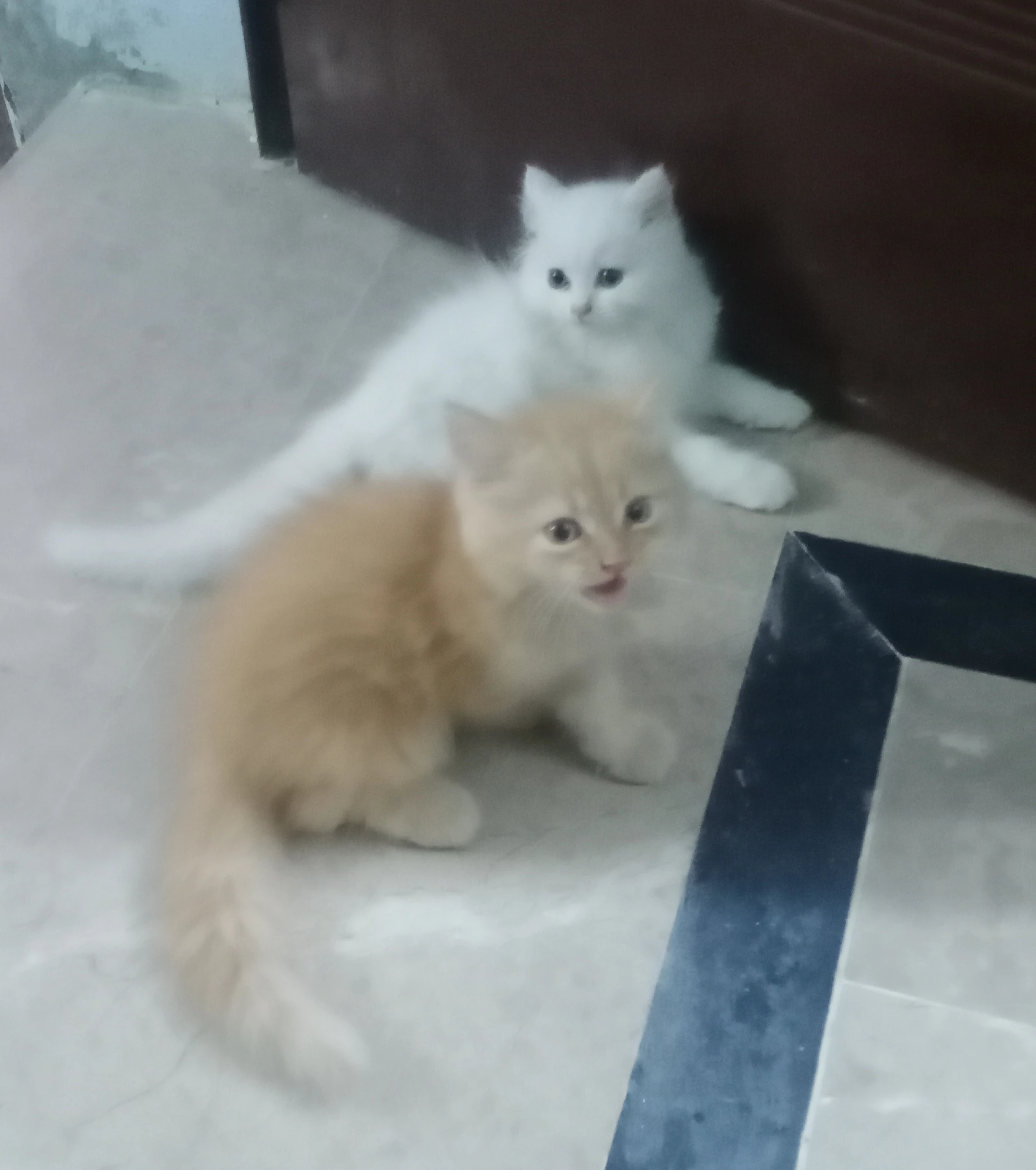 Persian kittens-Image 3