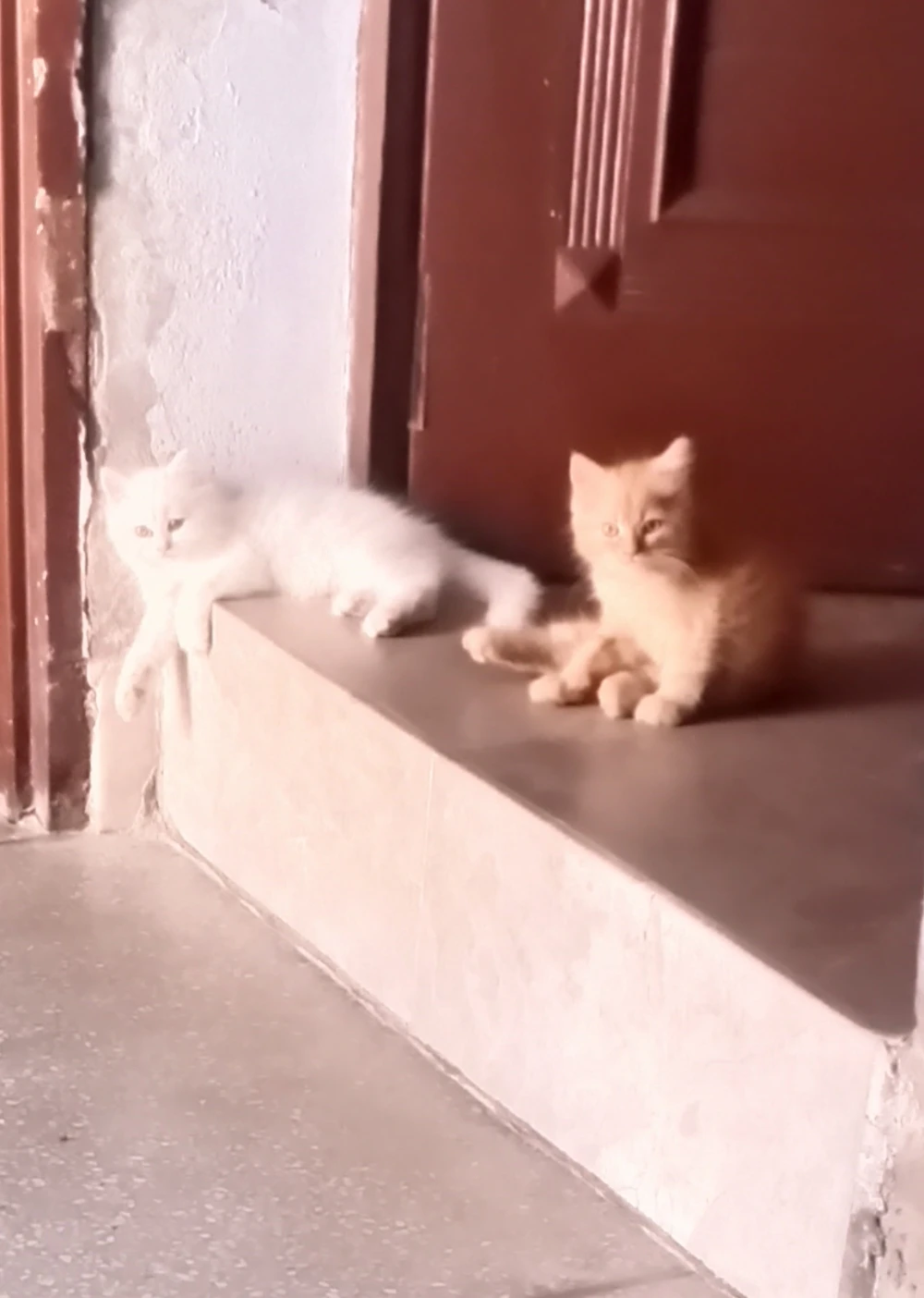 Persian kittens-Image 4