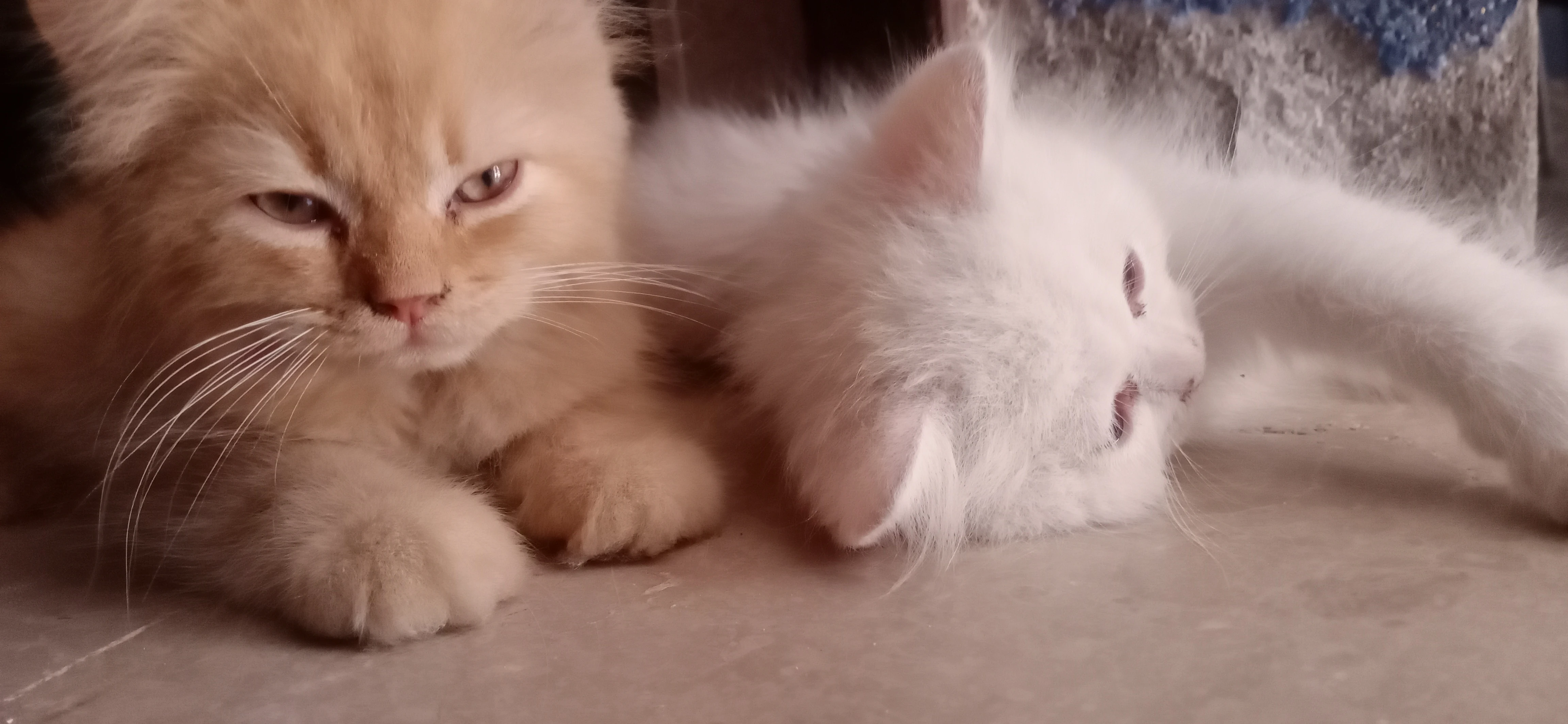 Persian kittens-Image 5