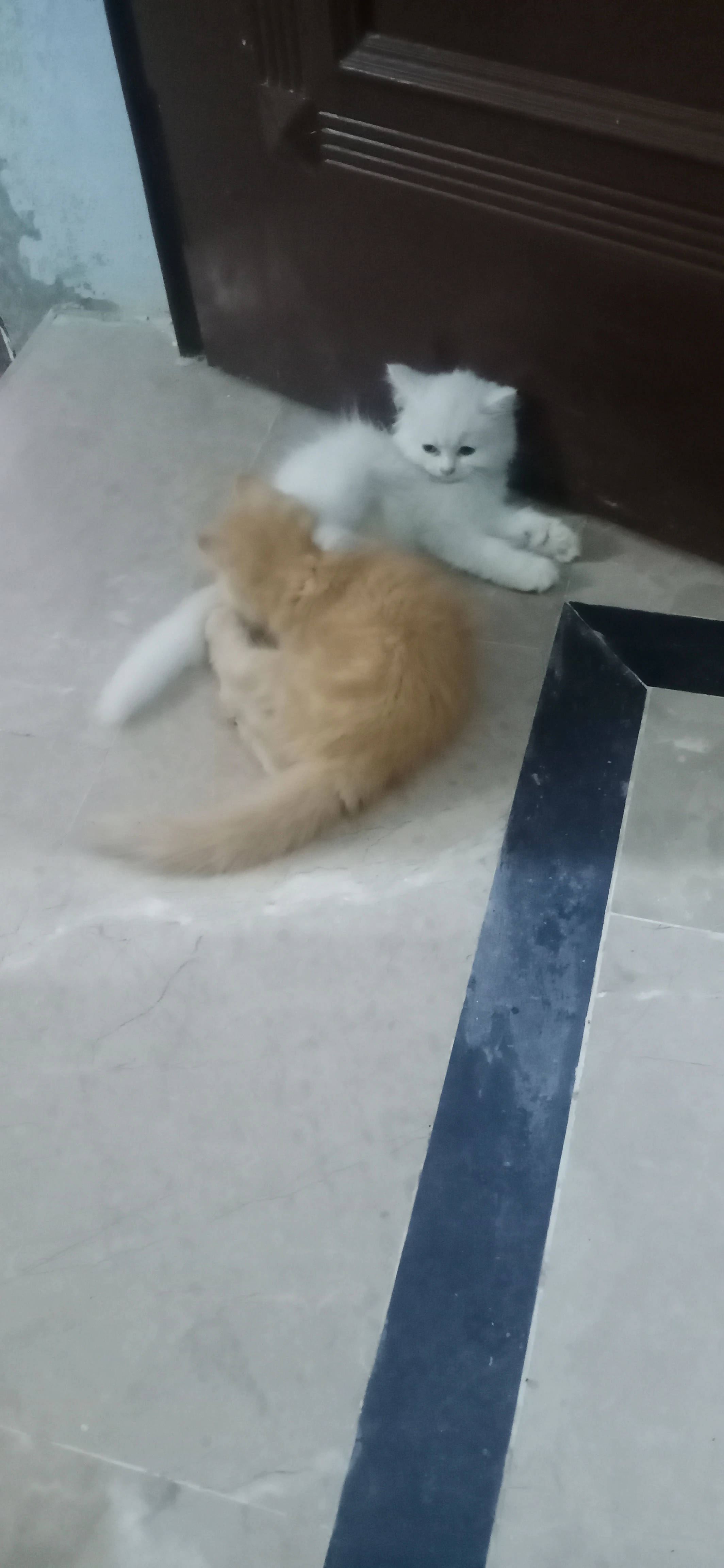 Persian kittens-Image 6